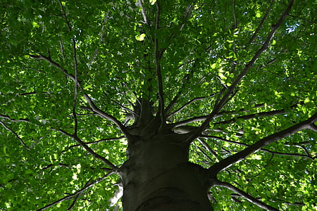 albero, Registro, tribù, foglie, albero a foglie decidue