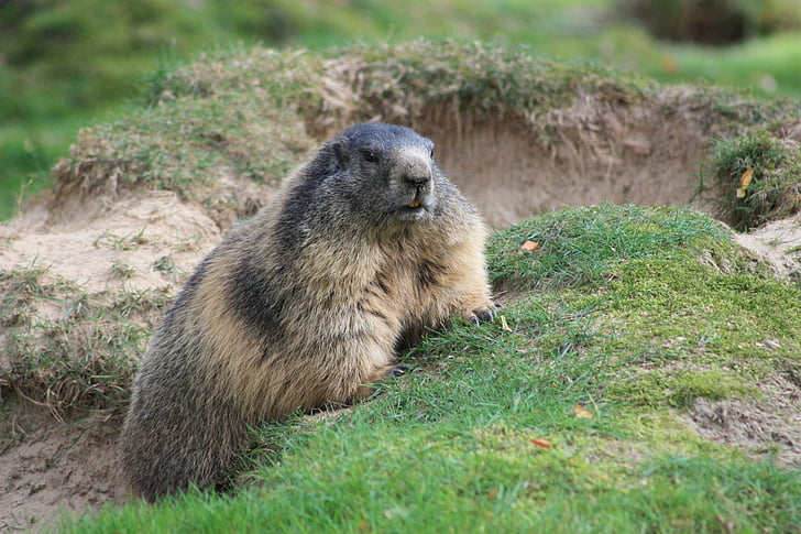 Marmot, looma, näriline
