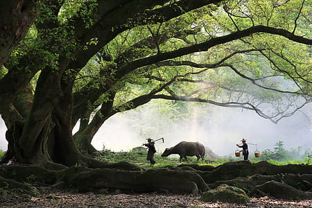 farmer, big trees, cow, morning, worker, nature, animal