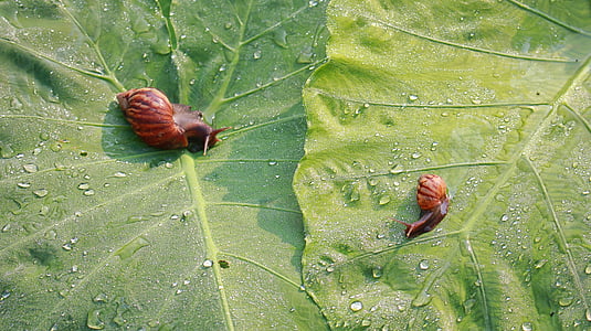snail, dew drops, leaf, the morning, creature, insects, light