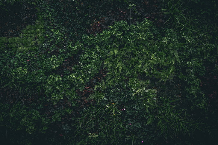 žalia, lapai, Gamta, augalai