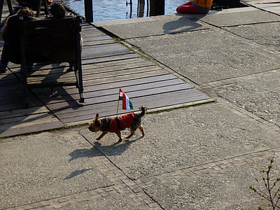 hund, Rolig, ungerska flagga