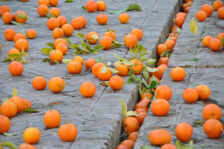 appelsiinit, hedelmät, Street, Luonto, Ruoka, oranssi väri, maatalous