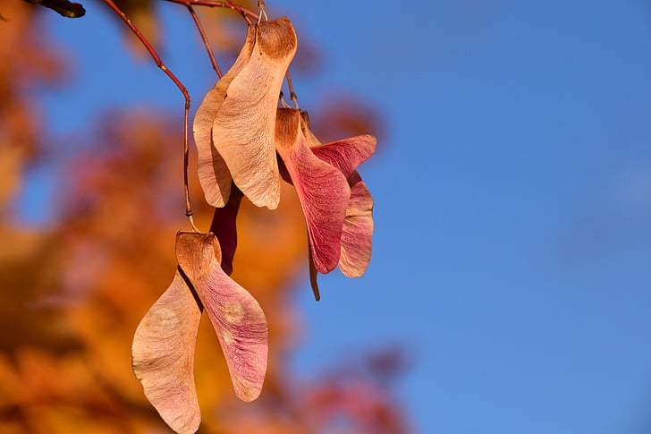Maple, benih, musim gugur, emas, Tutup, merah, langit
