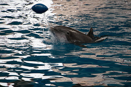 delfín, akvárium, Príroda, Ocean, vody, more, pod vodou