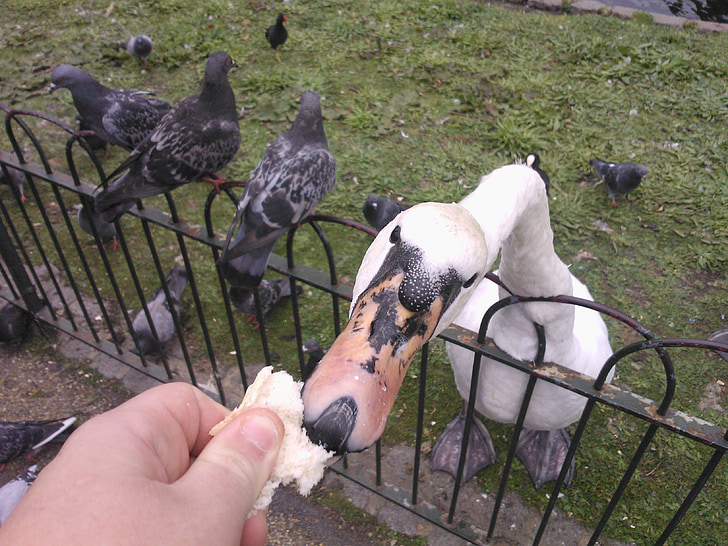 natureza, animais, pássaro, swon
