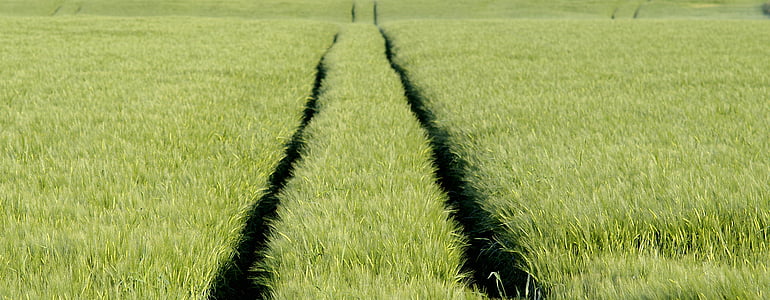track, traces, corn, meadow, harvest, field, the cultivation of