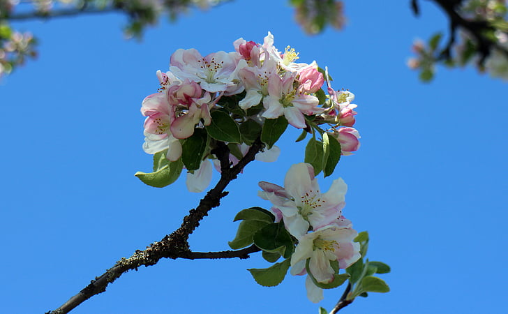 Blossom, Bloom, Virágszálnak Apple, tavaszi virág, fa, almafa, fióktelep