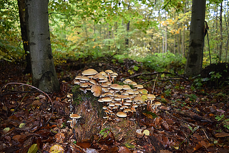 древесный гриб, Осень, племя