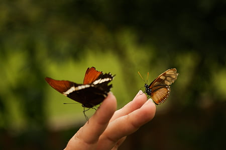 mariposa, insecto, naturaleza, alas, bicho, hojas, bosque