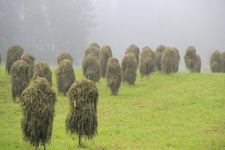 hay, straw, grass, dried grass, autumn, fog, mow