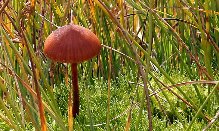 mushroom, autumn, forest, collect, poisoning, grass, fouling