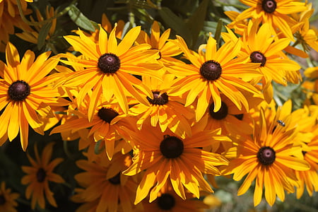 black eyed susan, Κίτρινο, λουλούδι, Μαργαρίτα, φωτεινή, φυσικό, floral