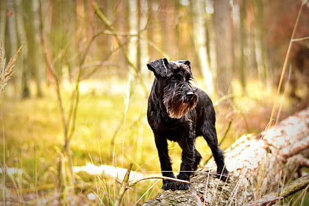 Törpe schnauzer, kutya, kisállat fényképészet, erdő, egy állat, állat, állati témák