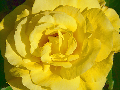 rose, rose bloom, yellow, petals, beautiful, fragrance, fragrant