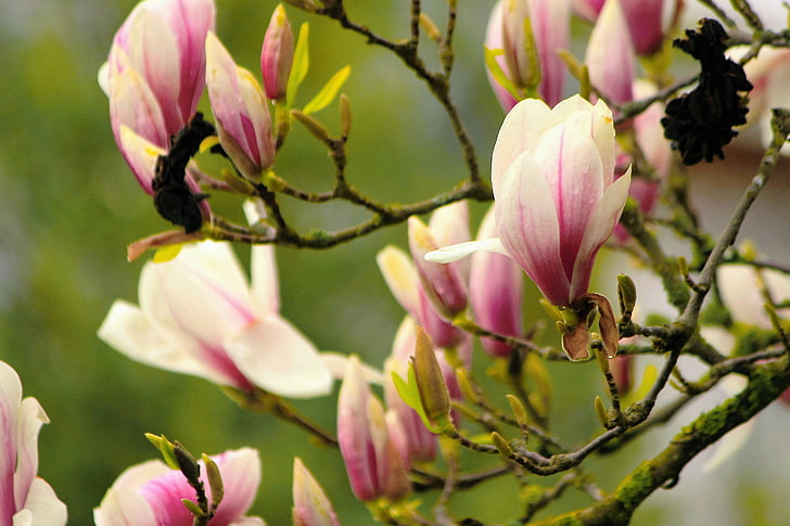 Magnolia, wangi, musim semi, warna, alam, warna pink, tanaman