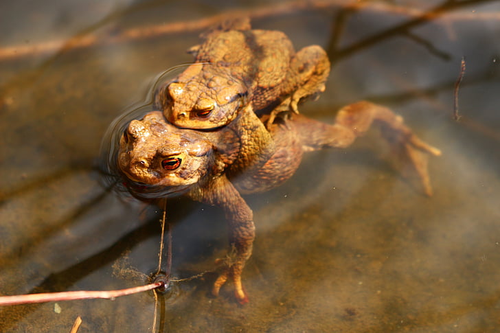 frogs, lake, pond, water, animal, amphibian, water frog