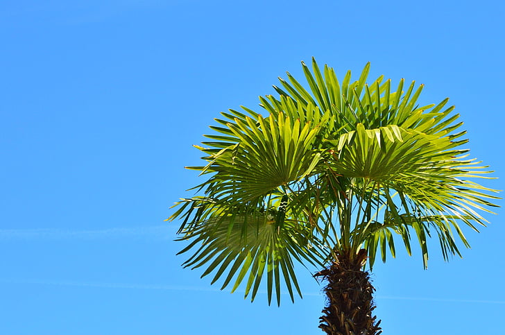 Palm, anlegget, fan palm, Palme, himmelen, Sommer, ferie