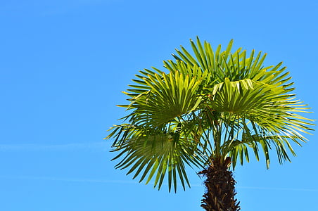 Palm, plant, fan palm, palmboom, hemel, zomer, vakantie