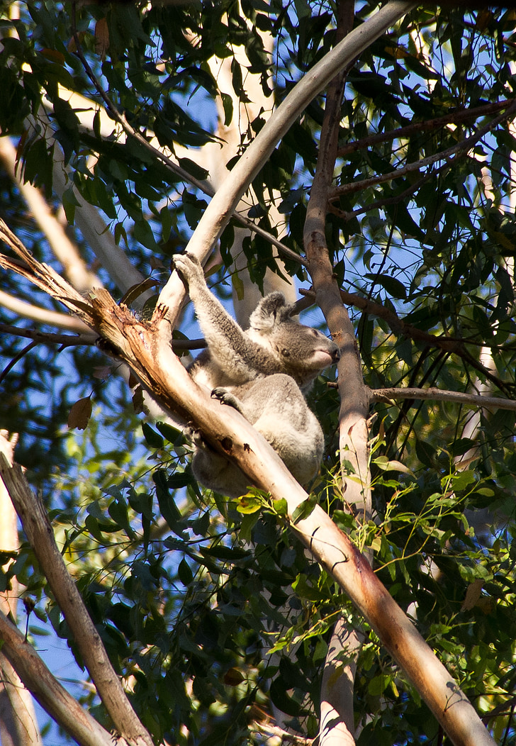 koala, bear, australia, queensland, marsupial, wild, tree