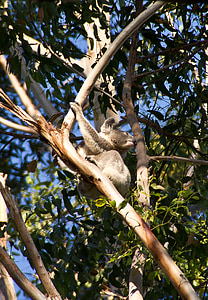 Koala, Björn, Australien, Queensland, pungdjur, vilda, träd