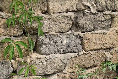brique, vert, feuille, vieux, plantes, Rustic, mur