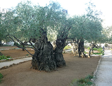 Olivenbäume, Jerusalem, Israel, Baum, Natur