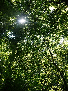 rừng, tán lá, rau xanh, màu xanh lá cây, hoạt động ngoài trời, thực vật, cảnh quan