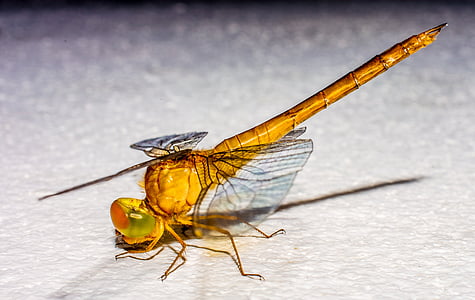 Dragonfly, hmyz, zvíře, Zavřít, křídlo, Chitin, Příroda