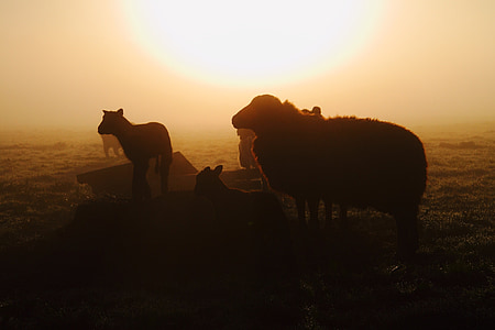 ovce, východ slunce, mlha, ráno, silueta