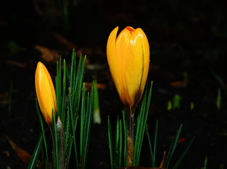 crocus, close, signs of spring, color, yellow, flowers, springtime