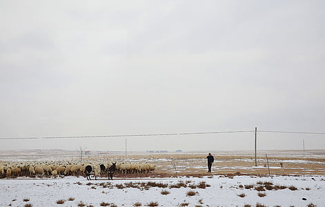 людина, овець, вівчарка, стадо, взимку, сніг, холодної