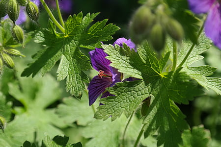 Geranio de los Pirineos, flor, floración, sello, planta, flor, violeta