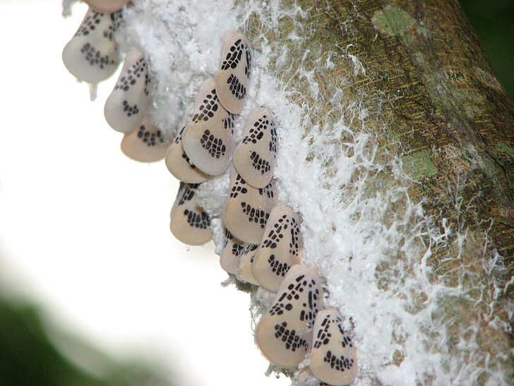 butterflies, insects, silk