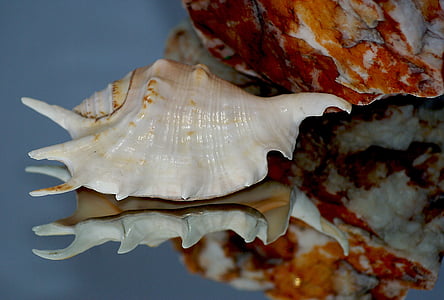 Seashell, Rock, stein, dappled, tekstur, faktura, gråtoner