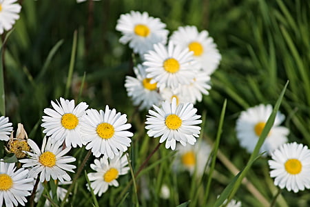Daisy, Prairie de printemps, Meadow, printemps, pré de fleurs, nature, herbe