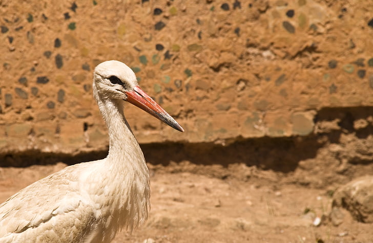 haikara, Rattle stork, Afrikka, Marokko, kattohaikara