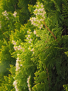 Thuja, Blumen, weibliche Blüten, Hecke, Immergrün, Baum des Lebens, Cupressaceae