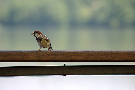 Sparrow, pták, Příroda, zpěvný pták, zvíře
