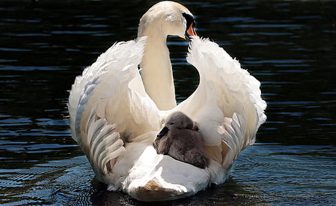 swan, baby swan, white, white swan, water, lake, bird