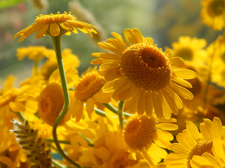 gula prästkragar, makro, blommor, Daisy, närbild, blommor i fältet, ljusa