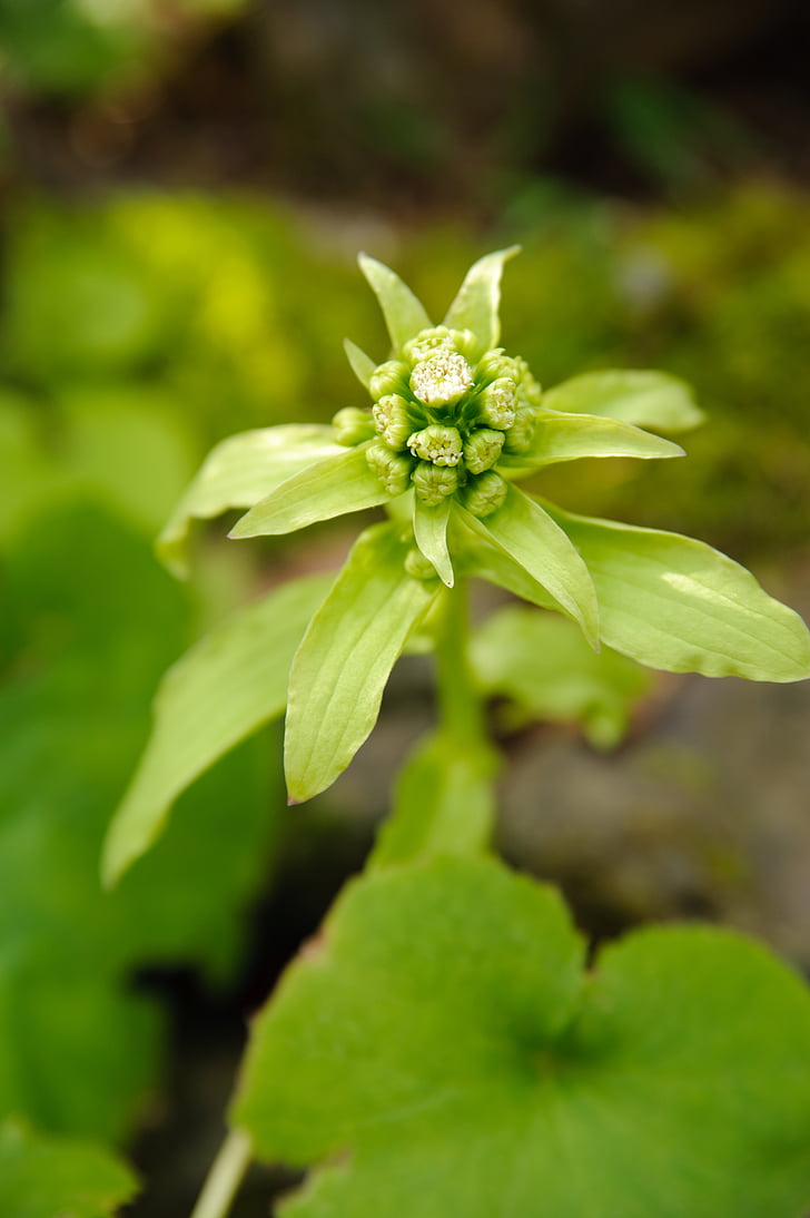 fukinoto, Mantecona, flor de butterbur, naturaleza, planta, color verde, hoja
