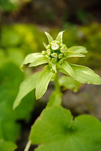 fukinoto, butterbur, butterbur flower, nature, plant, green Color, leaf