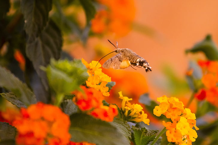 Hummingbird hawk møl, orange, nektar, et dyr, dyr i naturen, orange farve, animalske dyreliv
