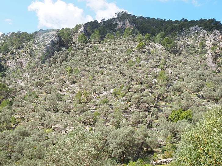 oliverar, vessant de la muntanya, muntanya, oliveres, plantació d'oliveres, jardí d'oliveres, plantació