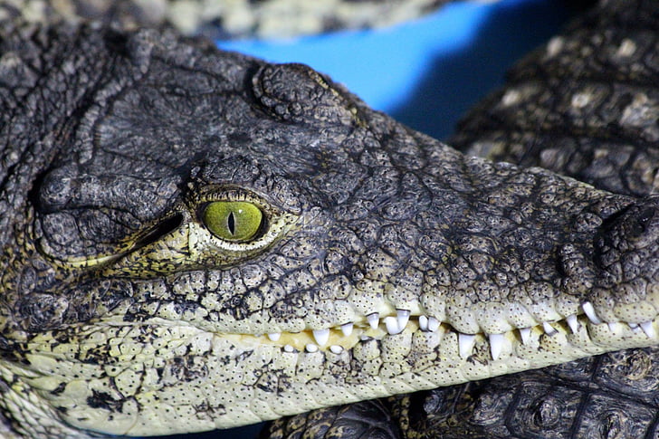 crocodile, eye, teeth, closeup, macro, reptile, danger