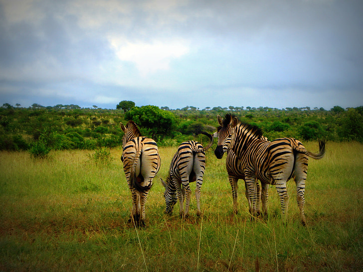 Afrika, Sydafrika, zebror, vilda, vilda djur, djur, naturen