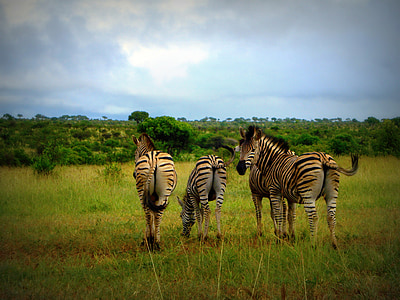 Αφρική, Νότια Αφρική, ζέβρες, άγρια, άγρια φύση, ζώο, φύση