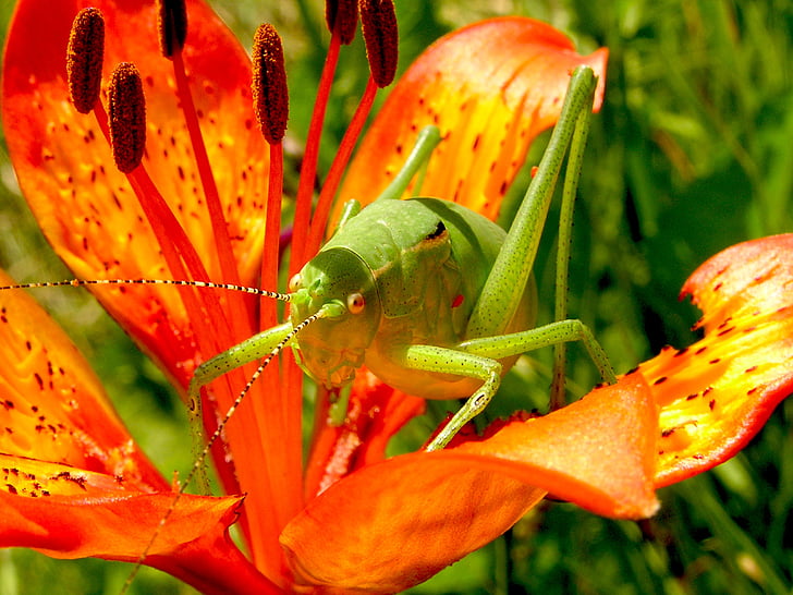 grasshopper, martagon lily, flowers, nature, insect, close-up, leaf