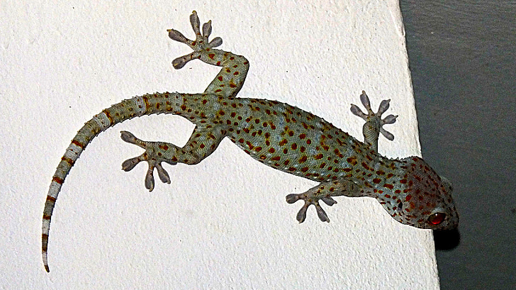 Gecko, tokhe, kertenkele, sürüngen, hayvan, yaban hayatı, doğa